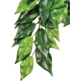 Рослина Hagen Ficus Medium (015561230407)