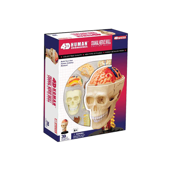 Объемная анатомическая модель 4D Master "Черепно-мозговая коробка человека" (26053)