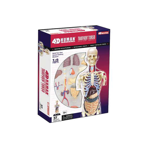 Объемная анатомическая модель 4D Master "Торс человека" (26068)