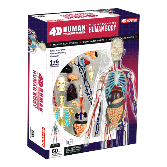 Объемная модель 4D Master "Тело человека прозрачное" (26070)