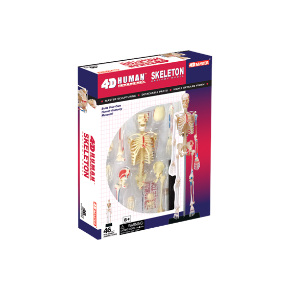 Объемная анатомическая модель 4D Master "Скелет человека" (26059)