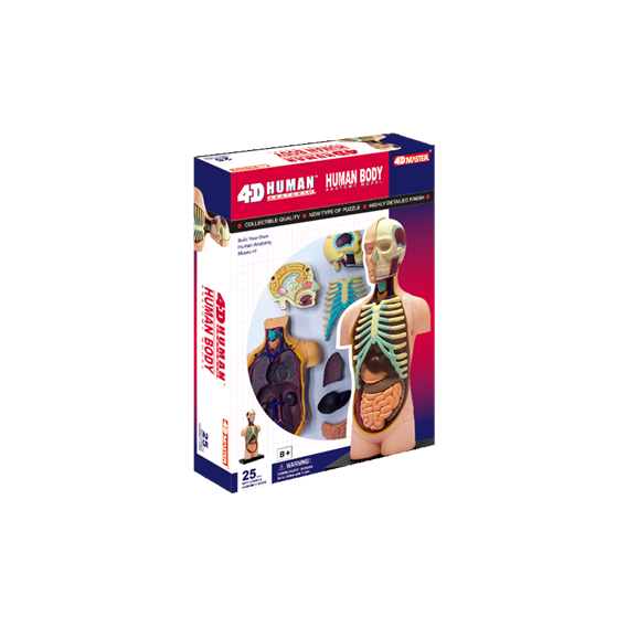 Объемная анатомическая модель 4D Master "Торс человека" (26051)