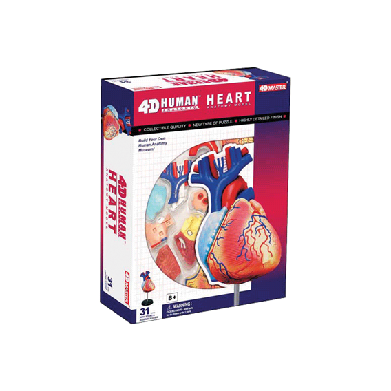 Объемная анатомическая модель 4D Master "Сердце человека" (26052)